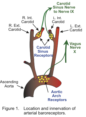 arterial baroreceptors